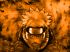 Naruto - Im115.JPG