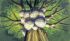 Nausica aus dem tal der winde - Im013.JPG