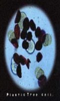 Plastic Tree - Cell. Plastic Tree